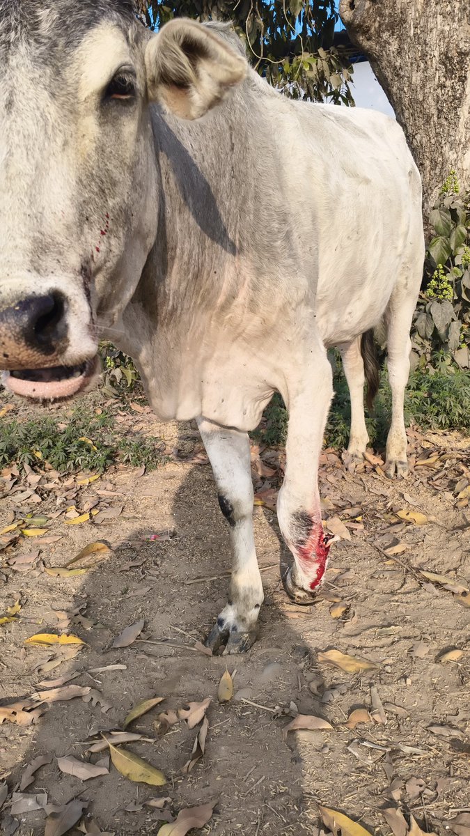 Nirbhay72110012's tweet photo. यह एक आवारा पशु है. लेकिन इसके पैर में हड्डी में चोट लगी हुई है और कट का निशान लगा हुआ है हम 1962 पर कॉल कर रहे हैं लेकिन नंबर ही नहीं लग रहा है अब इसके लिए मुझे मदद की जरूरत है। यह बहुत परेशान जानवर है।@cmyogi
@dmupsha https://t.co/Eq8OldVR8K