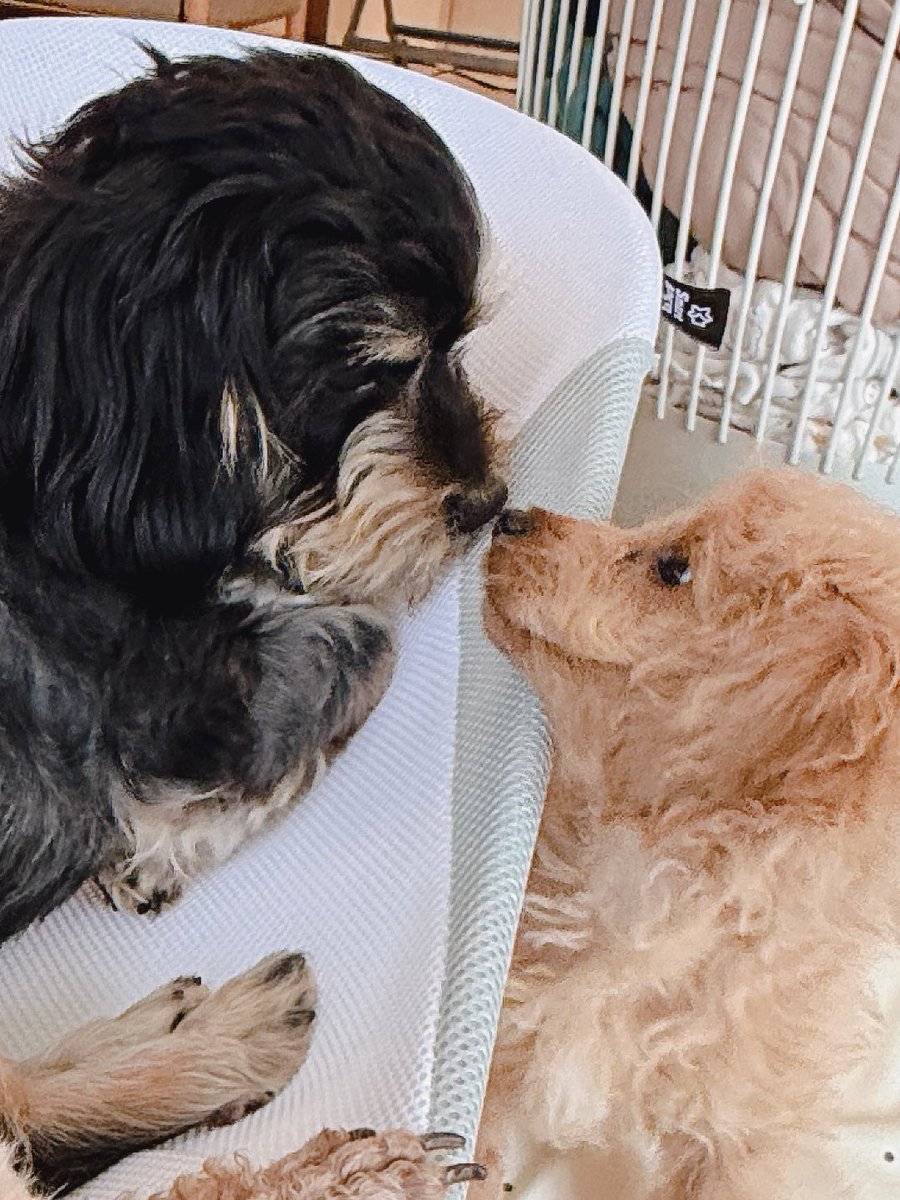 娘だいすきパパ犬(*´³`*) ㄘゅ💕娘が鳴くと鳴き止むまでゲージから離れません♡新米パパの子育て中🐶
 #多頭飼い
 #子犬のいる暮らし
 #娘Love