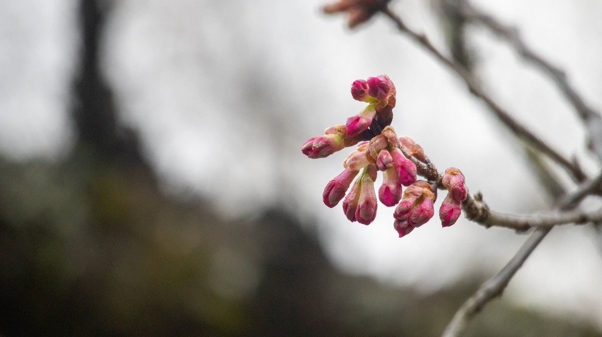 水上村の「#桜図鑑園」へ🌸 寒緋桜がもうすぐ開花しそうで、枝先の