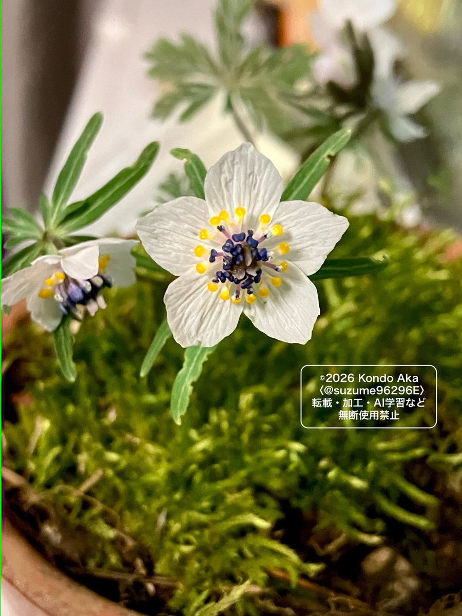 道の駅の何がいいって、山野草がしれっと販売されていること… という