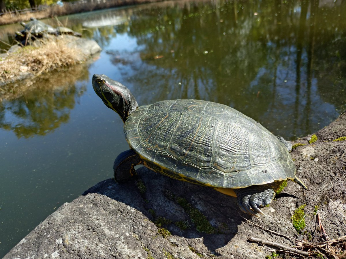 お昼休み🍱 ぽかぽか陽気で亀さんも甲羅干し☀️