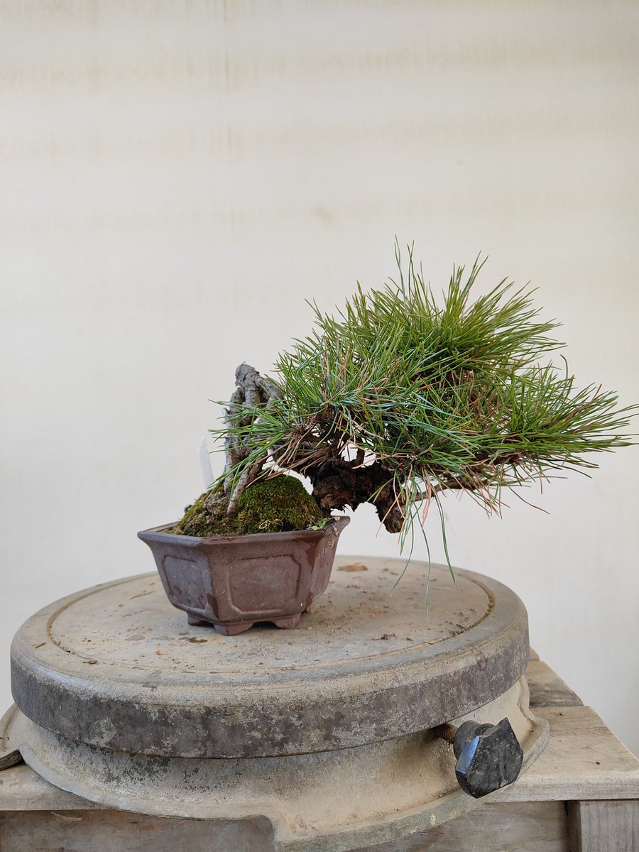 まだ古葉取り】 面白い樹形の赤松の手入れをしました💦 もっと葉を