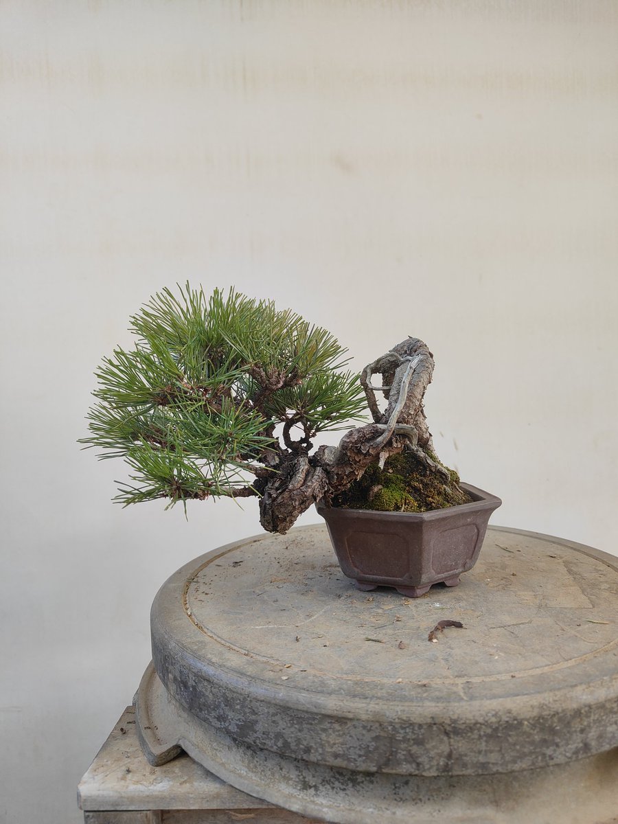 まだ古葉取り】 面白い樹形の赤松の手入れをしました💦 もっと葉を