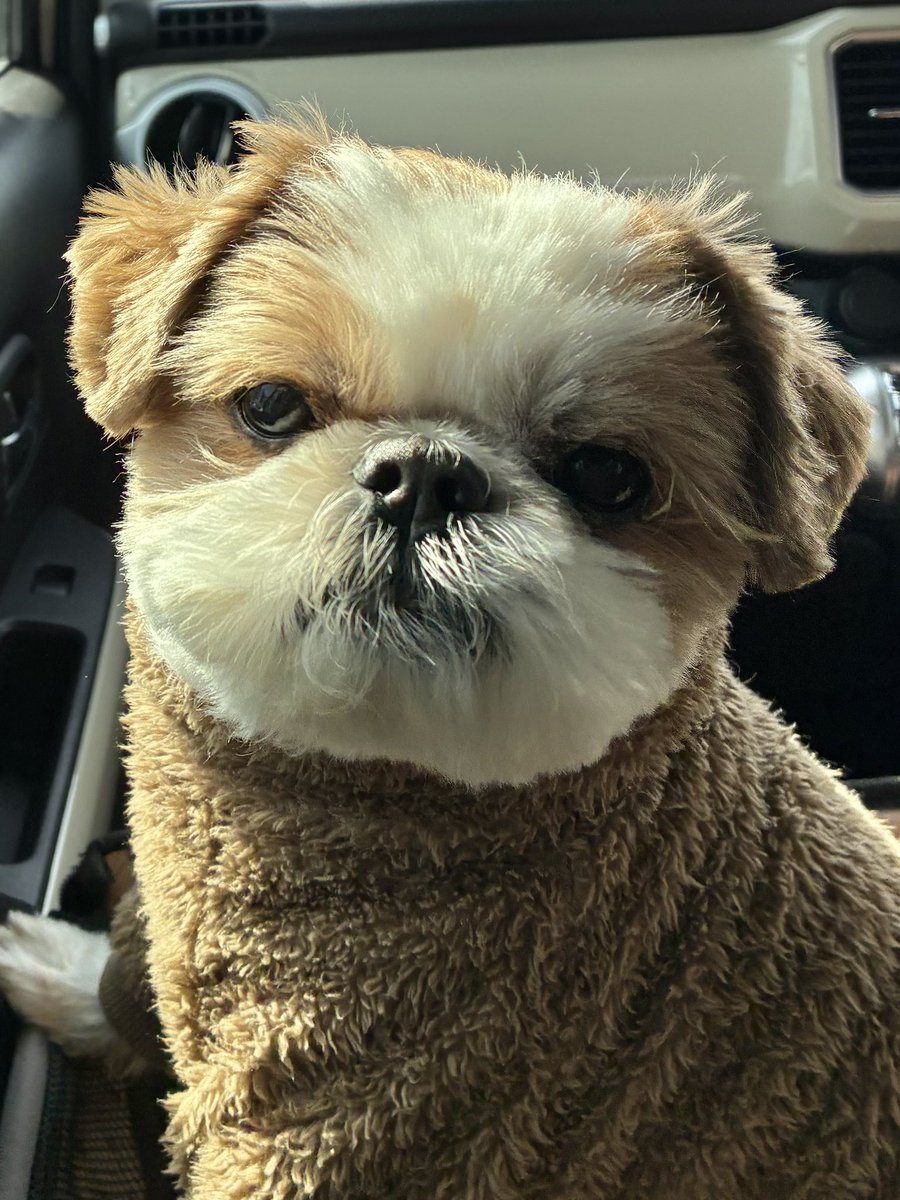 お出かけ日和です☀️

＃シーズー