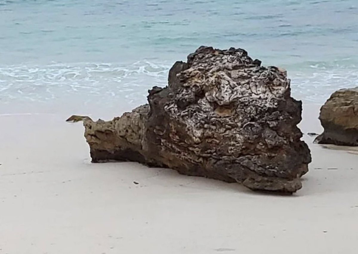 lookslikethings's tweet photo. the head of a decapitated dragon 🐉 https://t.co/smFs1yAaxA