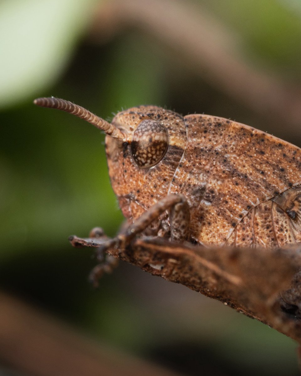 liamsfw's tweet photo. grasshoppers from today 😼 https://t.co/o70LT8zk6q