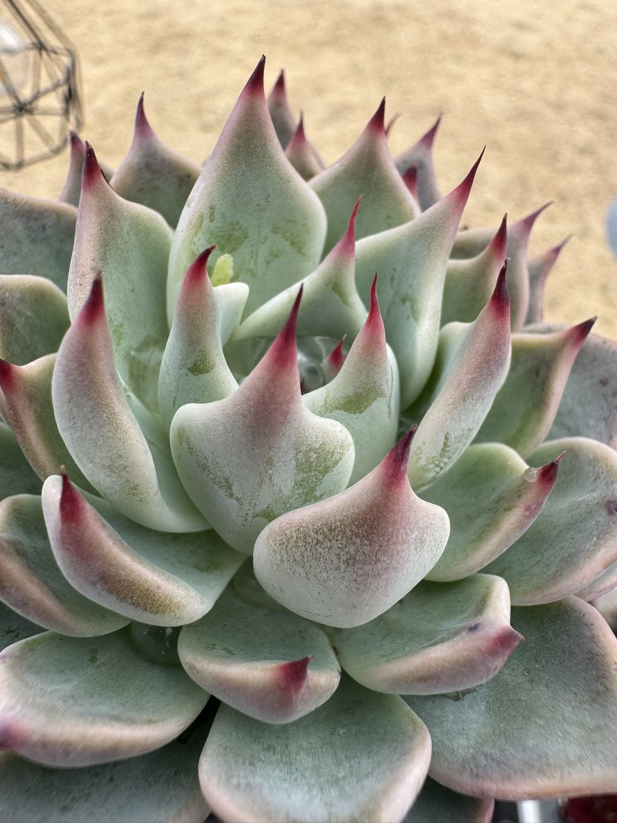 美しい〜✨ リンゼアナ×そわそわ