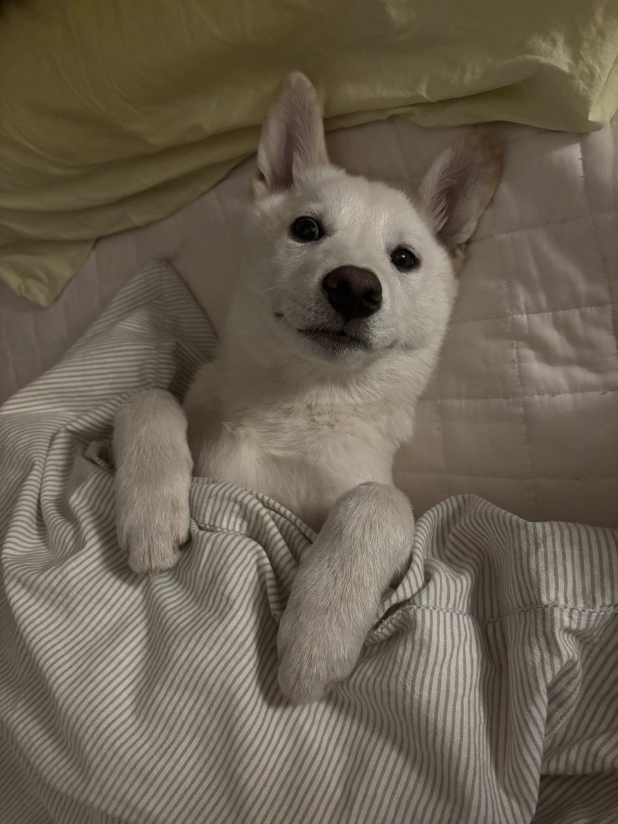 (tts 톤으로 읽어주세요)
샥알!! 나 너무 귀여워요
순딩이라 사람처럼 눕혀도 가만히 있어요
앞으로도 착하구 건강하게 자랄테니까
사랑으로 돌봐줄 가족 찾아요

5개월 라이언이에요!!! 프로필 링크로 입양문의 주세요