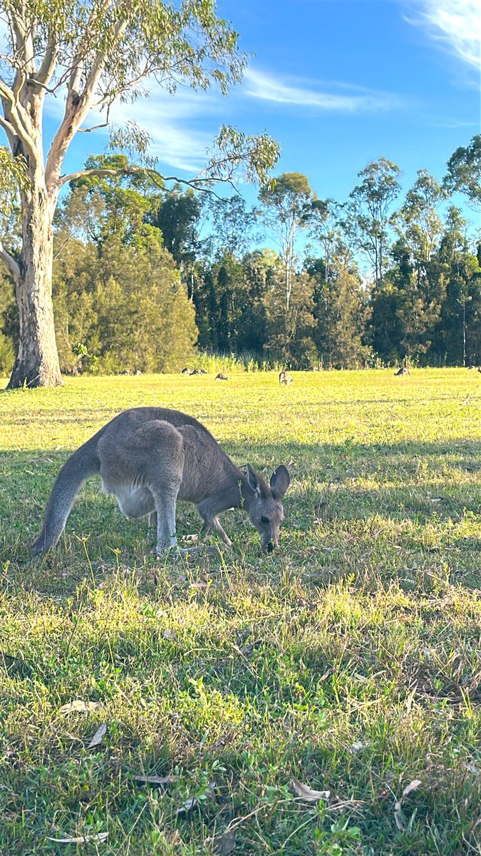 Mezase990's tweet photo. オーストラリアに留学して感じたこと10選🇦🇺

・初対面でもフレンドリー
・自然が多い
・お店の閉店時間が激早
・多国籍で多文化
・物価高すぎ（🍰☕️2000円）
・道路広すぎ
・他人の目を気にしない
・バスは挙手制
・時間にルーズすぎ（授業20分遅はザラ）
・日差し強すぎ

#留学 #勉強垢 #英語 #TOEIC https://t.co/gCA0ICzuyZ