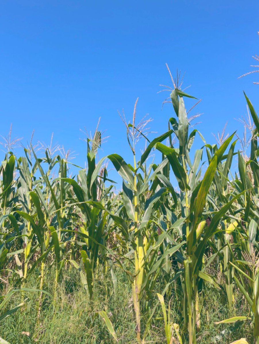 sudha sun unimondy tweet media