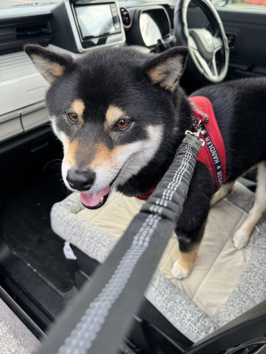 honokajinzai's tweet photo. 迷い犬がいてとりあえず車に乗せたのですが、どなたか飼い主さん知りませんか？
📍相模原市 https://t.co/0knkLmeK69