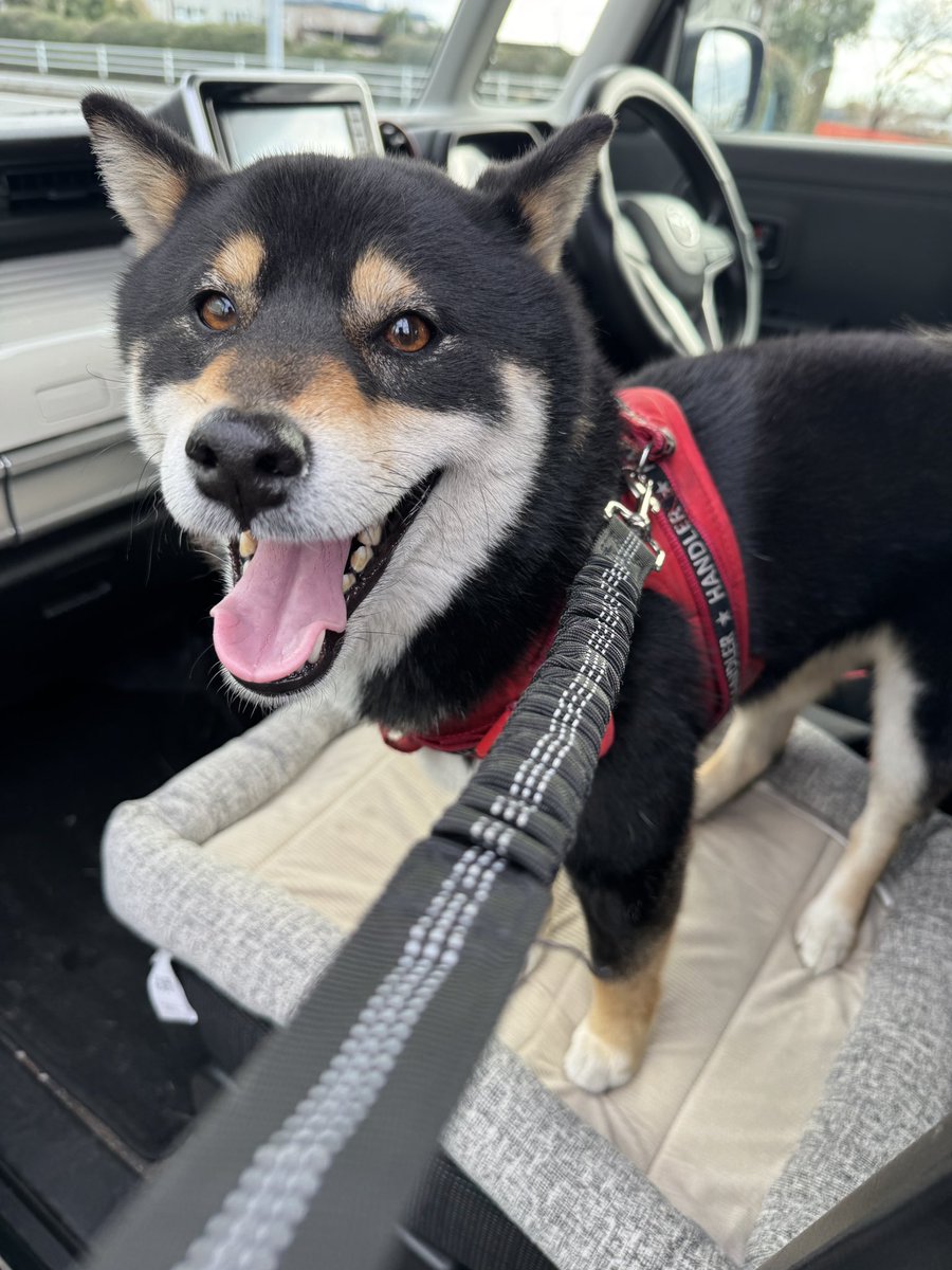 honokajinzai's tweet photo. 迷い犬がいてとりあえず車に乗せたのですが、どなたか飼い主さん知りませんか？
📍相模原市 https://t.co/0knkLmeK69