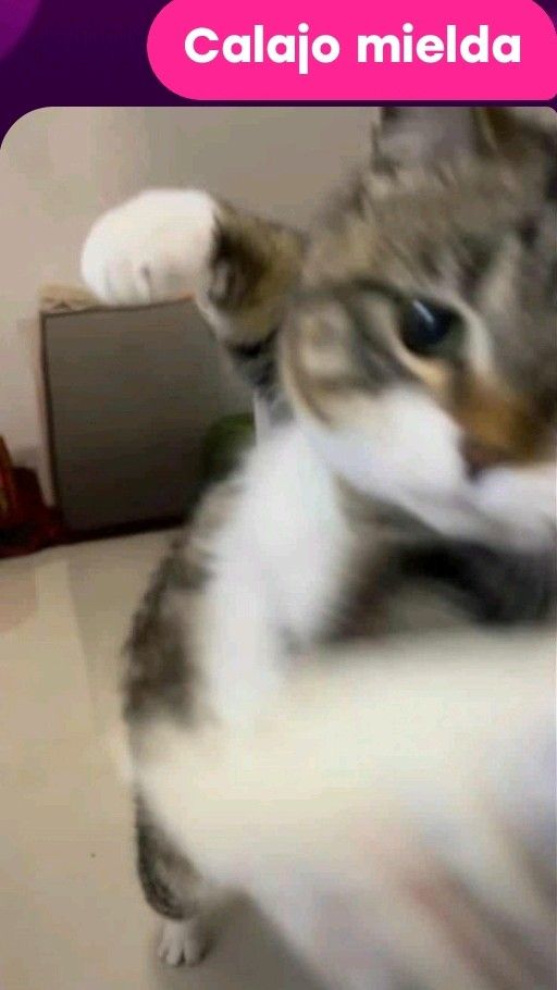 NO ME PONGAN A UNA COREANA EN TL QUE NO ME HAGO RESPONSABLE DE NADA.

...SABEN QUE, MEJOR SI, PONGANME A TODAS LAS COREANAS EN TL