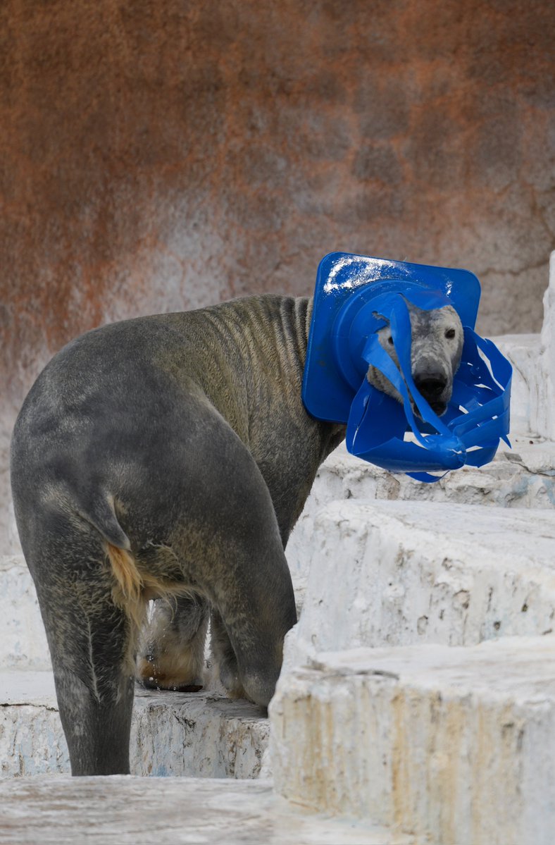 🐻‍❄️🟦

#天王寺動物園
#ホウちゃん
#ホッキョクグマ
#ミラーレス一眼
#2026年2月7日撮影