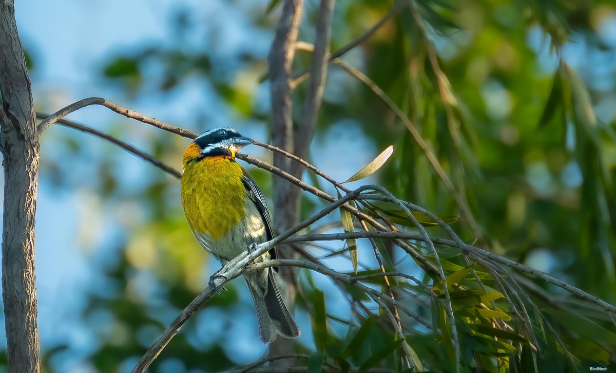 birdnestworld's tweet image. The First Note of the Morning:  Reina Mora or Puerto Rican Spindalis!!!

My backyard Yauco, Puerto Rico

#CaribbeanBirds #birdsofinstagram #birdsoftiktok #naturevibes #birdlife #birdwatchers #birdsofafeather #birds #ornithology #BirdingAdventures #naturephotography #nature