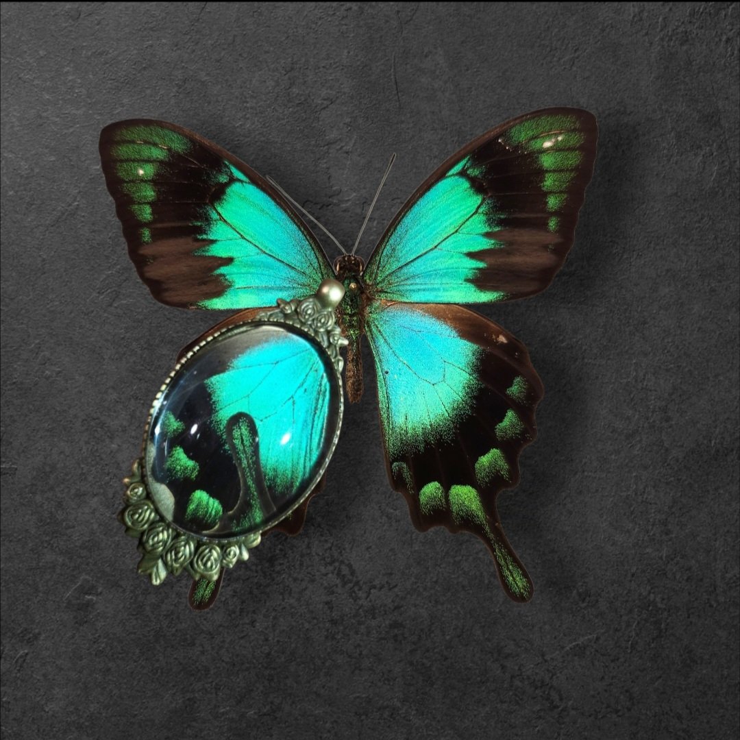 翡翠　緑玉　蝶 翡翠の鼓動💎 見惚れるピーコックグリーン🐛 緑色の蝶で1番の推しは