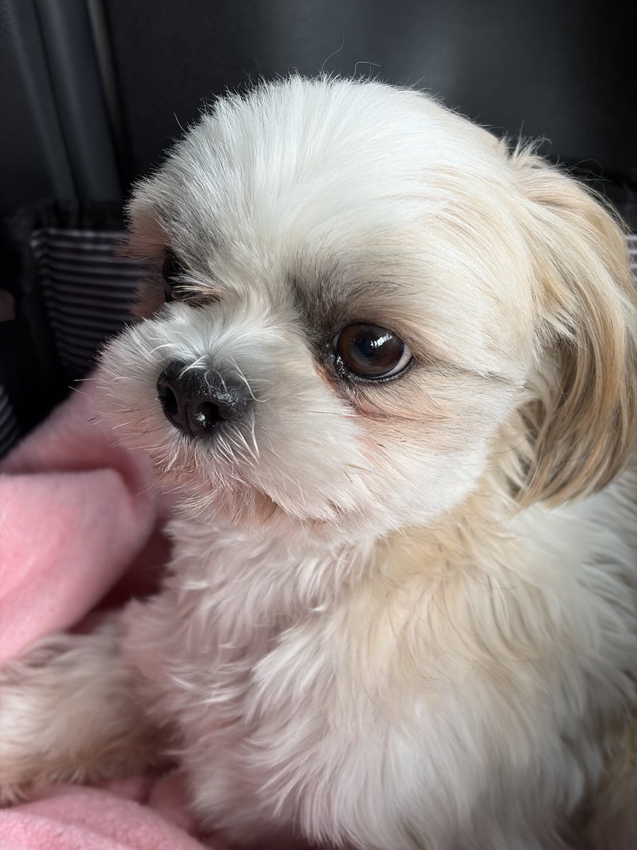 今日2/26朝9時に上越市南高田動物病院付近でいなくなったシーズー犬メス5歳ななちゃん、まだ見つかりません。夜になってしまう。　#拡散希望RTお願いします