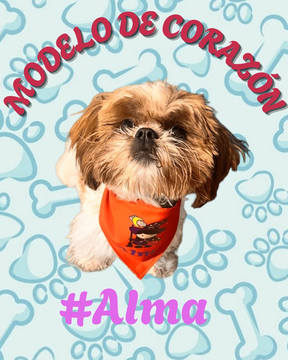 clarol2673's tweet image. #Alma  un pedacito de amor, dulzura y  fortaleza. 

Ella una #dogmodel💞  llenita de 💝👍🏻💐

Un bello recuerdo  hoy miércoles✔✔✔✔✔

Para recordarles, que confeccionamos pañoletas  doble faz  en  tela antifluido  que podemos personalizar  para cada ocasión💞💞