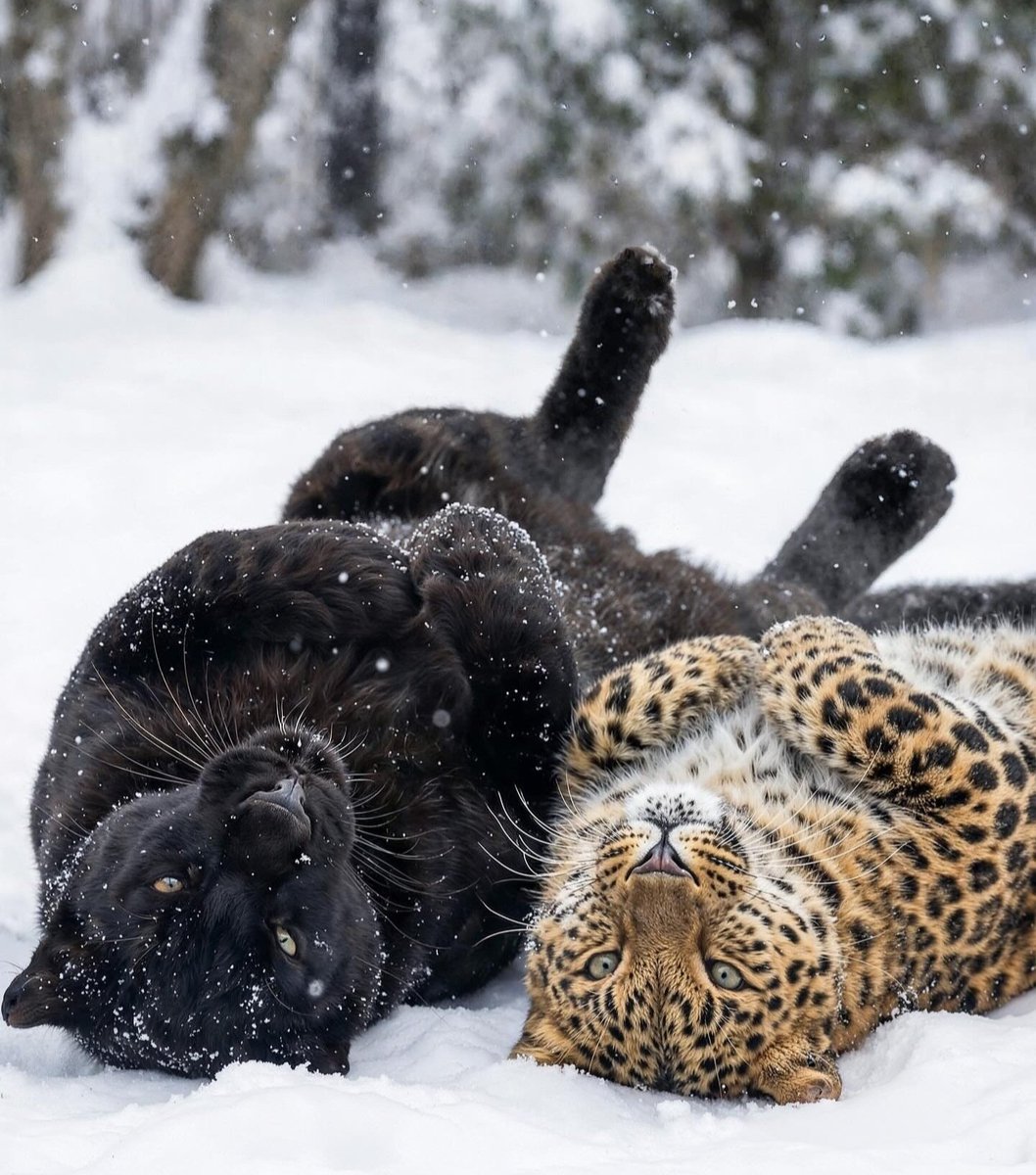 ANIMALIA tweet media