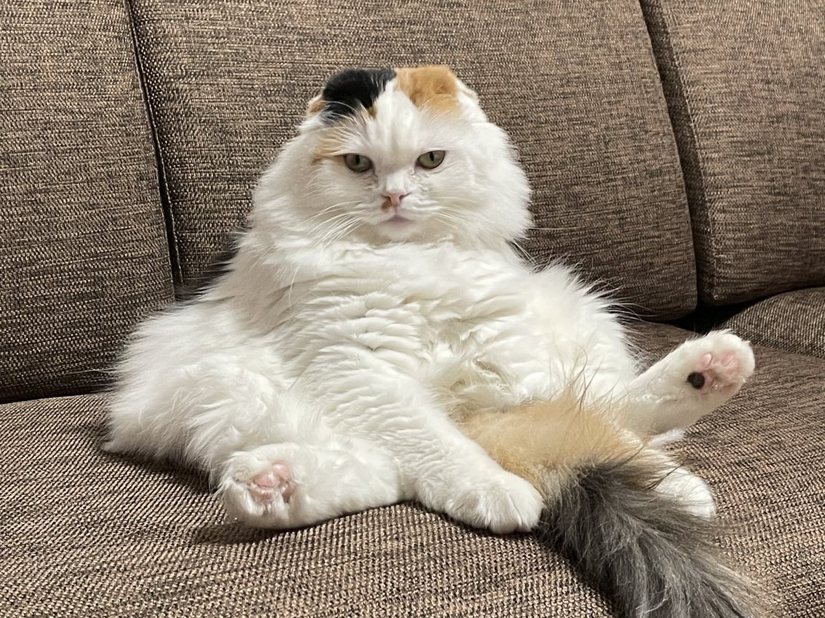 スコティッシュフォールドを飼っている方、迎えたい方は必ず引用元のツリーを読んでください。スコ座りをするのは骨軟骨異形成症によって関節に痛みがある可能性が高いです。