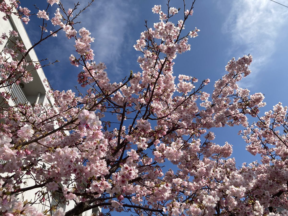 akiorian's tweet photo. なんかもう桜が咲いてたんだけど
河津桜ってもっと濃い色じゃなかったっけ？
普通の桜に見えた！ https://t.co/gkCNdP4D4q