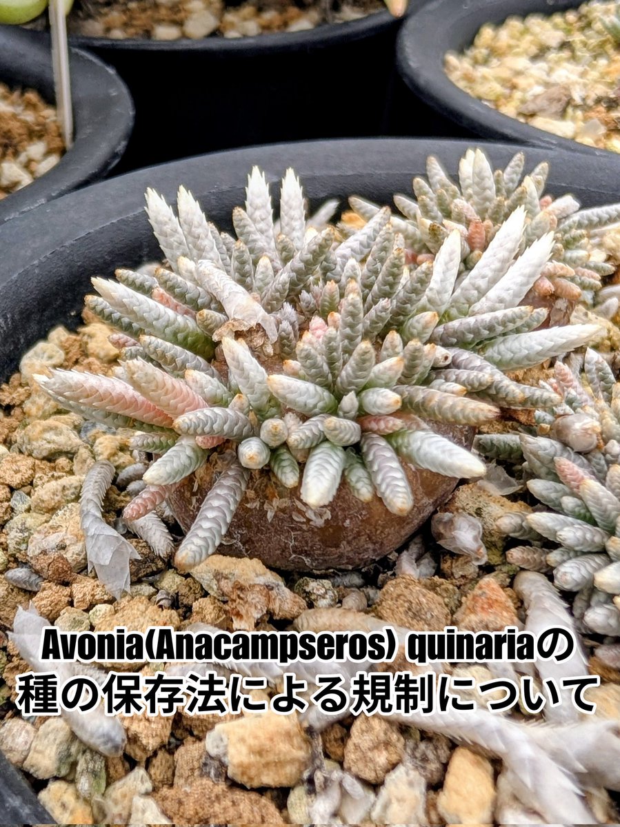 3/5日からAvonia(Anacampseros) quinaria(subsp. alstoniiを含む)が