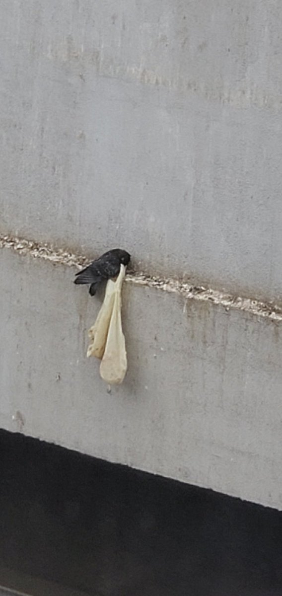 ˚*.꒰ぴぴ&めめ ꒱.*˚HappyෆSister( ⁎ᵕᴗᵕ⁎ )♪ tweet media