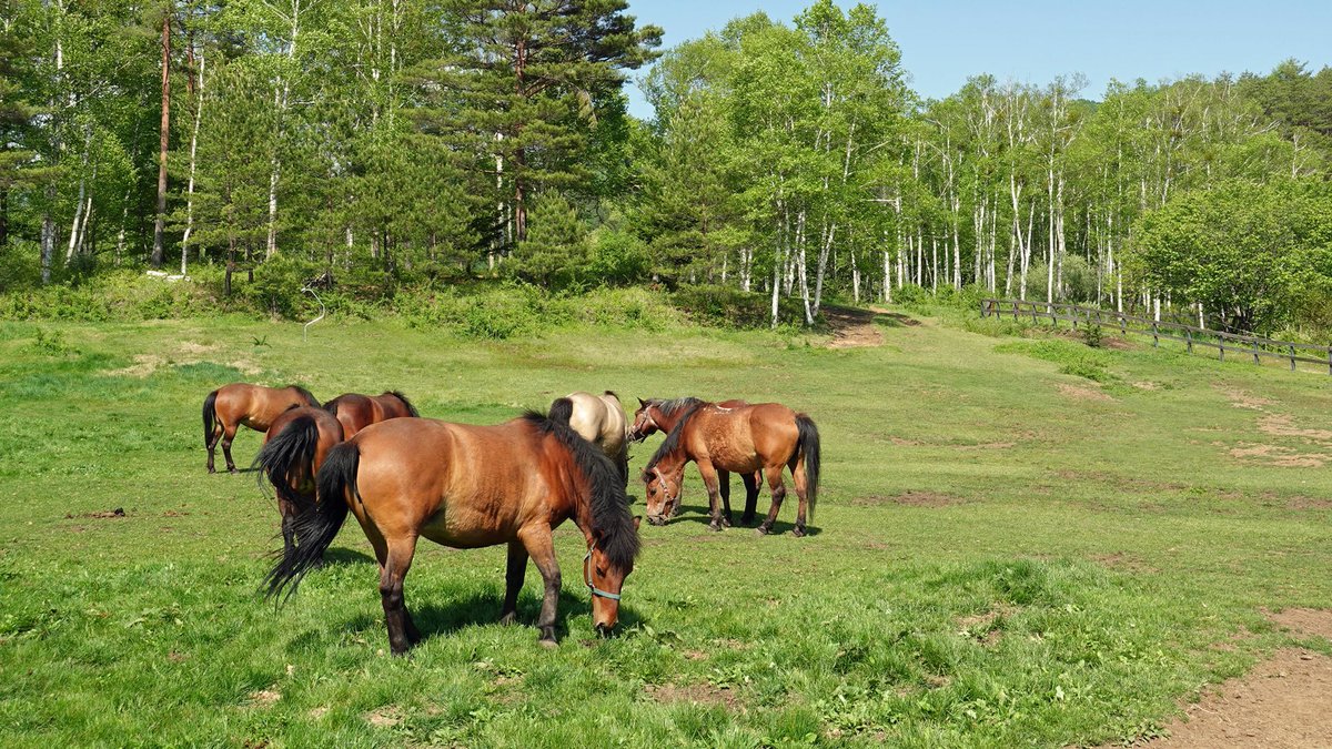 NagoyaUniv's tweet photo. [Research] 🐴👃 Can smelling horse manure help save an endangered breed? A new study says yes — multisensory museum experiences helped visitors connect with Japan's native Kiso horse in ways traditional exhibitions could not. https://t.co/UoWlIh8ap1 https://t.co/f4fOswjUfX https://t.co/RznQK0YLnZ