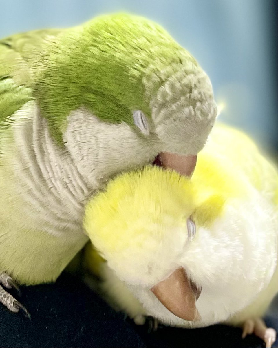 刺さってますね🐦
オキナインコ
quaker parakeet