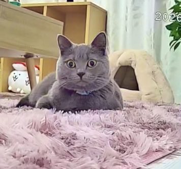 SakuDaaa's tweet photo. ペットカメラをのぞいたらこっち見てた
#ブリティッシュショートヘア
#猫 https://t.co/LxL2pe1cQ9