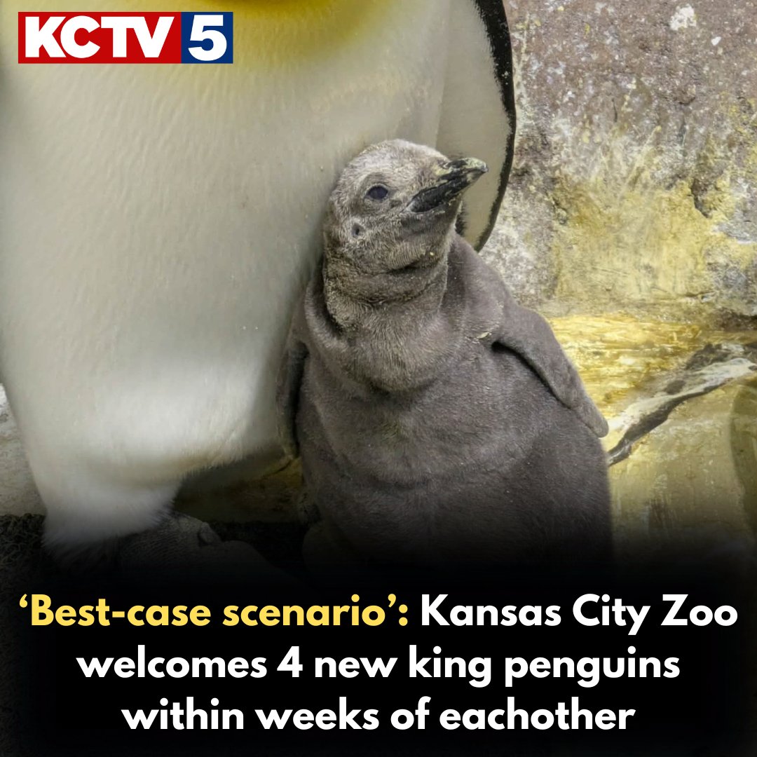 The Kansas City Zoo is celebrating a baby boom after welcoming four new penguin chicks to the cold weather habitat.

What to know >>> kctv5.com/2026/02/26/bab… 

📷: Kansas City Zoo