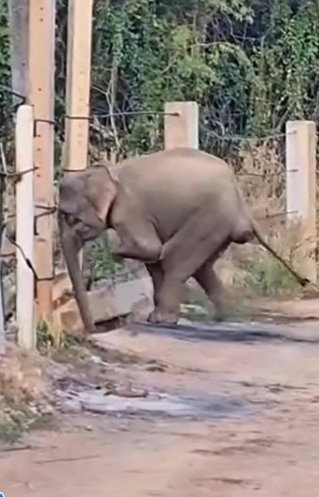 มูลนิธิใด หรือหน่วยงานใดๆ
ช่วย “ชูใจ ”ช้างป่า 3ขา เห็นเค้าอ่างฤาใน ได้บ้าง
ต้องเผชิญชะตากรรมโหดร้าย จากฝีมือมนุษย์ จากบ่วงนรกร่างกายเริ่มซูบผอม 😭
ขาทั้งสามต้องแบกรับน้ำหนักตัวถึง 2 ตันน้องต้องคอยวิ่งตามโขลงให้ทัน
น่า สงสารมากๆ
#Saveช้างป่า