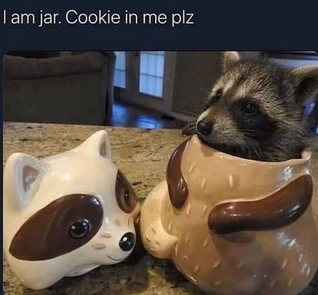 Why you should have a Raccoon (@shouldhaveracc) on Twitter photo 