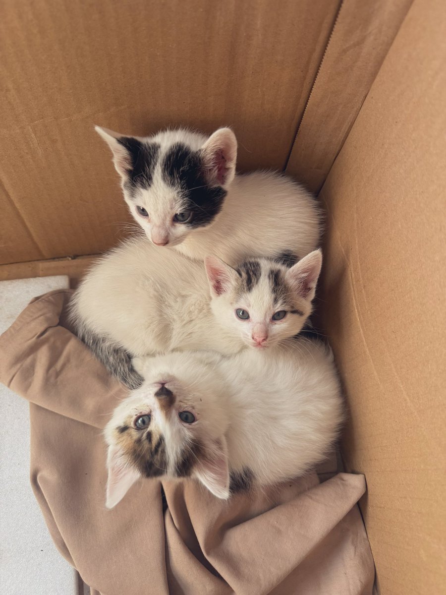 GiddaLr's tweet photo. Debo confesar que antes no era fan de los gatos, alguien me hizo amarlos y ahora no puedo con todo este cariño q tengo por ellos, me derrito de ternura no quiero darlos en adopción.   (no puedo hablar con nadie sobre este tema) https://t.co/Q69yXVNfEL