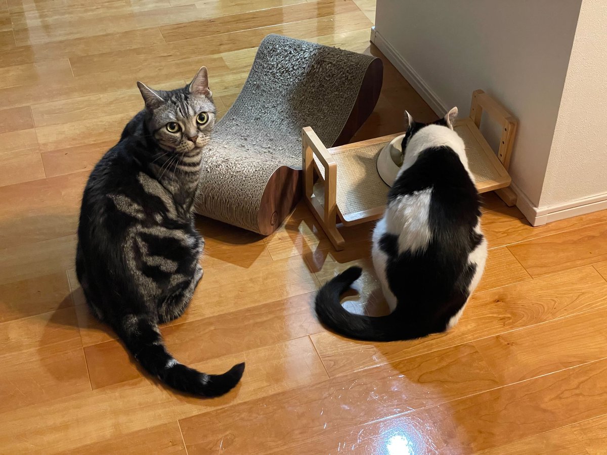 皆さま、今日もお疲れ様でした🐱

三寒四温といいますが、ほんとに寒い日と暖かい日が交互に来ますね😖
寒暖差で体調を崩さないよう、皆様ご自愛ください。

#企業公式つぶやき部
#企業公式総合フォロー
#企業公式がお疲れ様を言い合う 
#猫