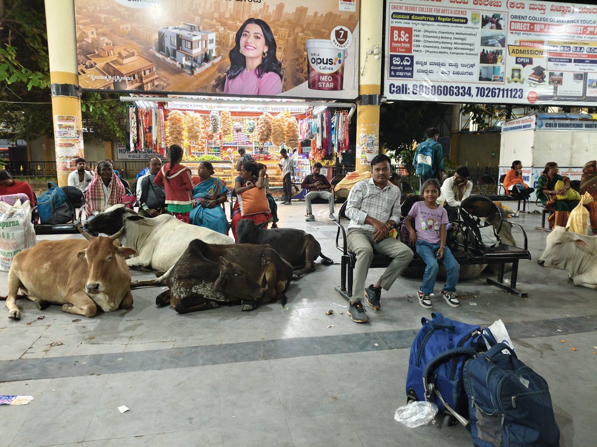 ParamanandaD1's tweet photo. "🚌 ಸಾರ್ವಜನಿಕ ಬಸ್ ನಿಲ್ದಾಣ… ಹಸುಗಳ ನಿಲ್ದಾಣವಾಗಿದೆ! 🐄" ಸಾರ್ವಜನಿಕ ಸ್ಥಳಗಳು ಜನರ ಸುರಕ್ಷತೆ ಮತ್ತು ಸೌಕರ್ಯಕ್ಕಾಗಿ ನಿರ್ಮಿಸಲ್ಪಟ್ಟಿವೆ. ಆದರೆ ಇಲ್ಲಿ ನೋಡಿದರೆ, ಬಸ್ ನಿಲ್ದಾಣವೇ ಹಸುಗಳ ವಿಶ್ರಾಂತಿ ಸ್ಥಳವಾಗಿ ಮಾರ್ಪಟ್ಟಿದೆ. "ಇದು ಪ್ರಾಣಿಗಳ ತಪ್ಪಲ್ಲ
ಇದು ವ್ಯವಸ್ಥೆಯ ನಿರ್ಲಕ್ಷ್ಯ". @CMofKarnataka @INCKarnataka
@RLR_BTM https://t.co/gZgLQd6X1D