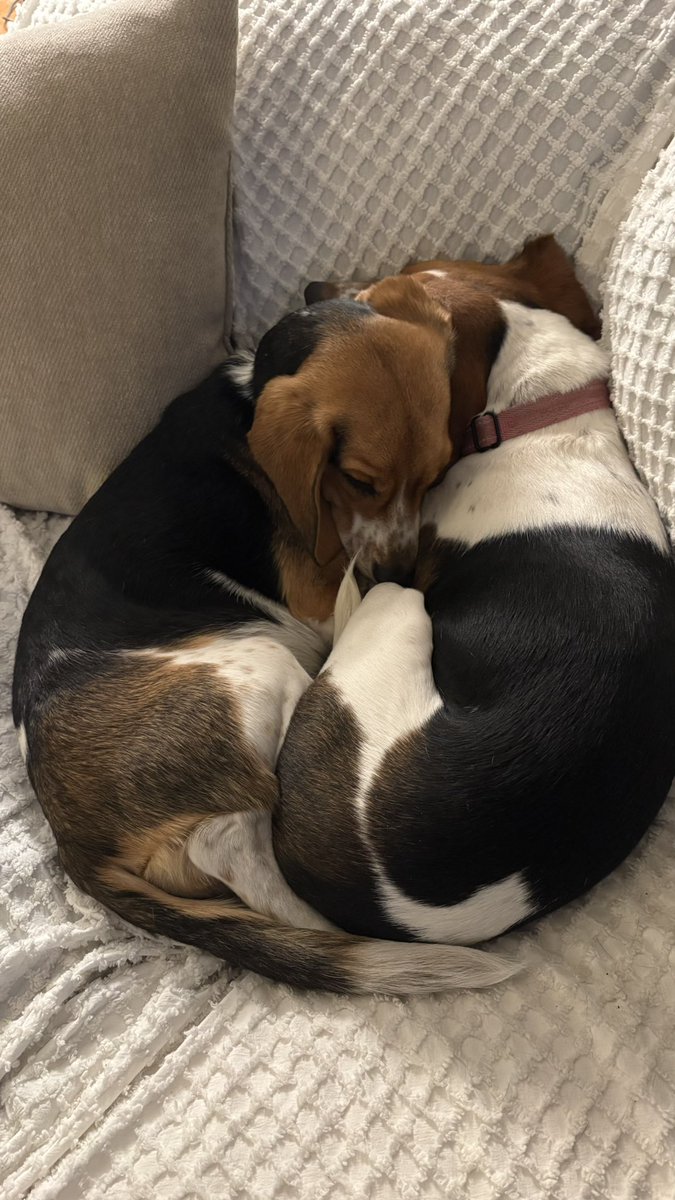 Winnie, Goldie & 🌈🐶 Pip da Beagle tweet media