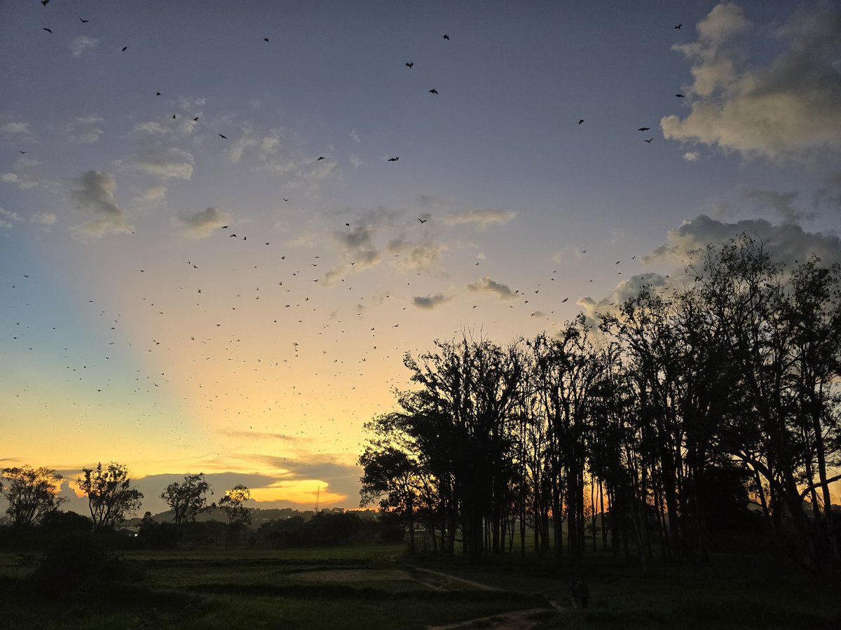 Zambia ticks several 'larges'! World's largest bat/mammal migration, world's largest single curtain of falling water, largest man-made lake, largest population of hippos, largest number of waterfalls in Africa but we don't act large!☺️
