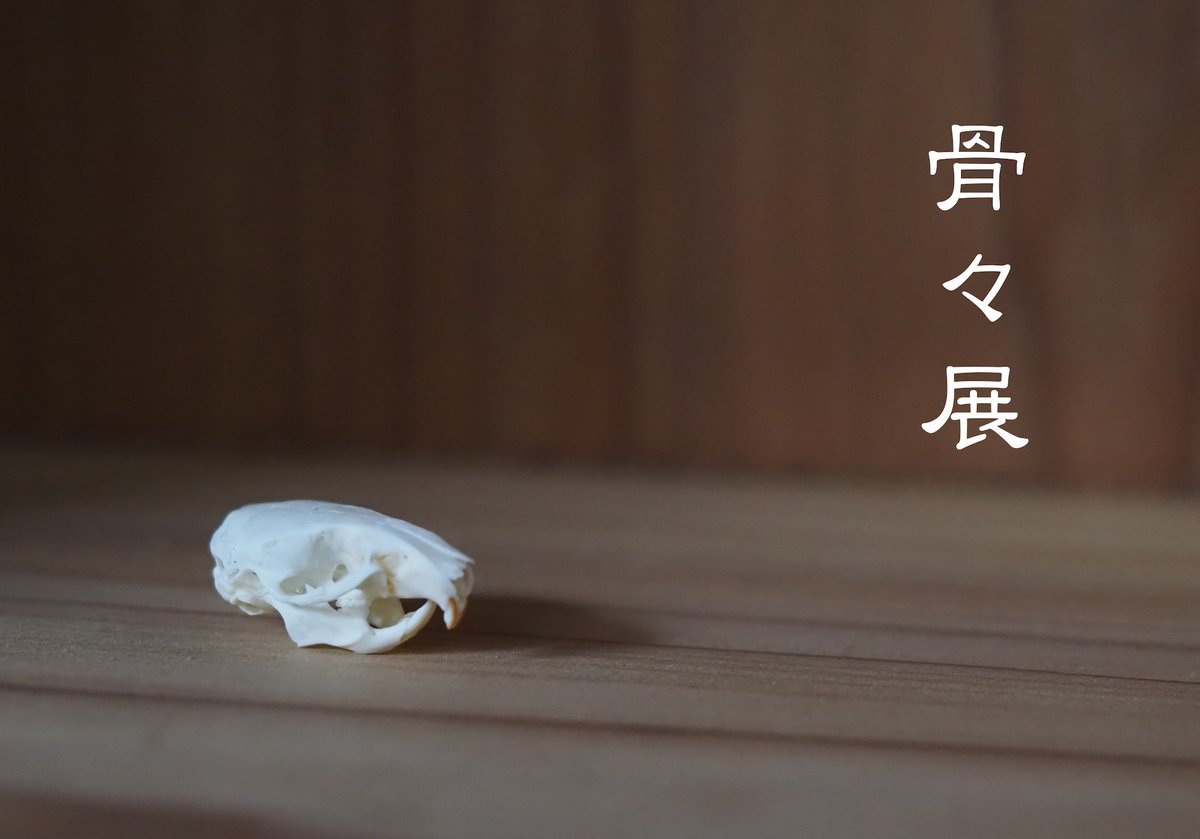 舎利猫 tweet media