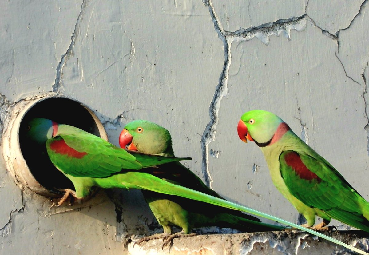 anu mathur tweet media