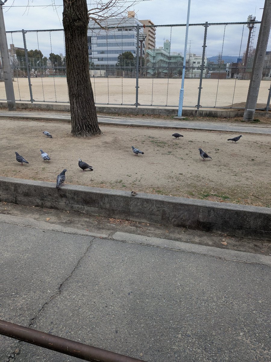 swcjLrefktnQhtY こんちは！ 鳩がいたので写真を撮ってみました。 残念