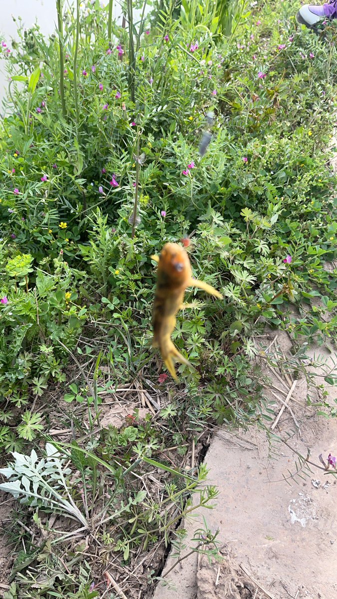 for_Acky's tweet photo. What's this fish called? https://t.co/PFVrv4DUAR