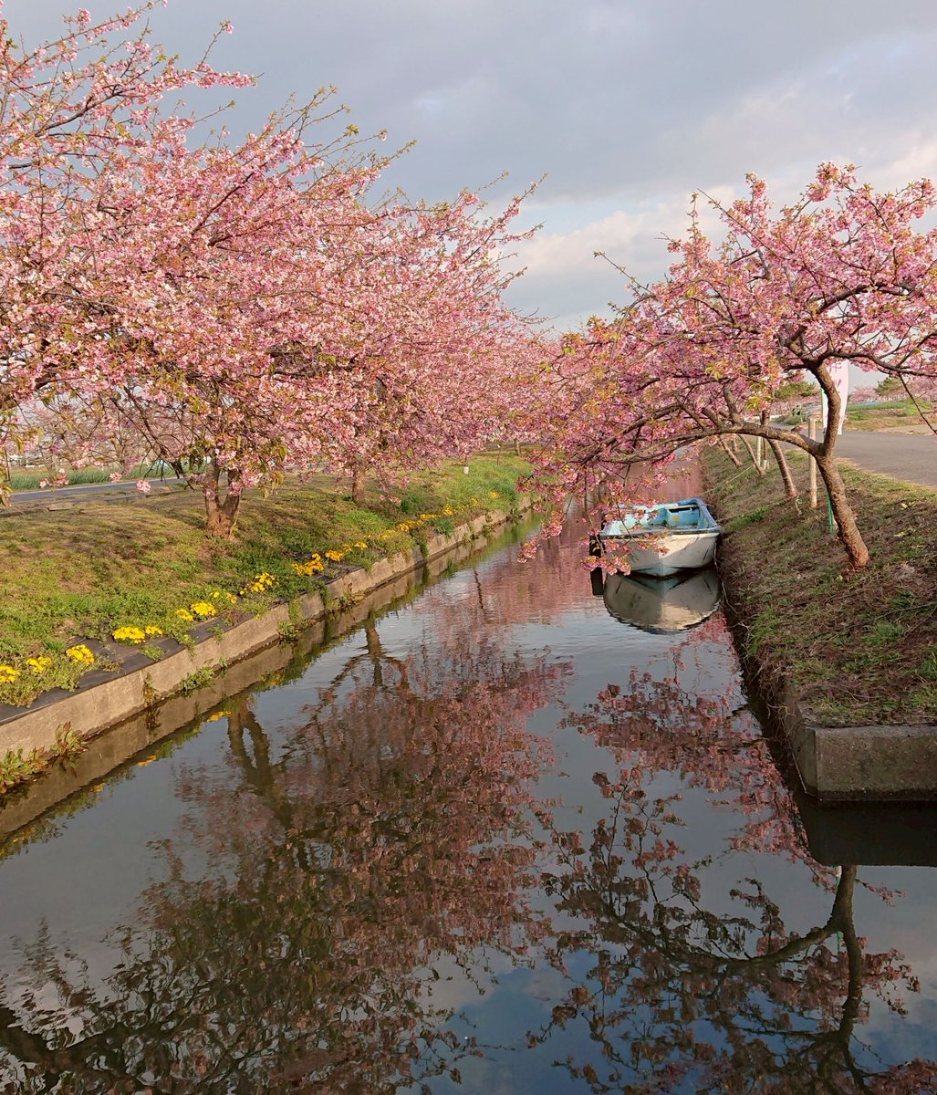 weekdaybike's tweet photo. 【近畿】春を走ろう！バイクで巡るおすすめ桜ツーリングルート12選

近畿圏の個人的おすすめお花見ルートを集めてみました。

見頃順に紹介してるので、好きなタイミングでお花見ツーリングへGO！

▼平日バイクをcheck
https://t.co/tZM9oaMdsj

#ツーリング #桜 https://t.co/QUKVfNRHdR