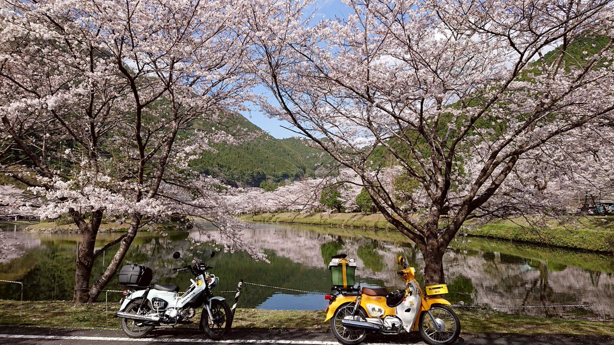 weekdaybike's tweet photo. 【近畿】春を走ろう！バイクで巡るおすすめ桜ツーリングルート12選

近畿圏の個人的おすすめお花見ルートを集めてみました。

見頃順に紹介してるので、好きなタイミングでお花見ツーリングへGO！

▼平日バイクをcheck
https://t.co/tZM9oaMdsj

#ツーリング #桜 https://t.co/QUKVfNRHdR