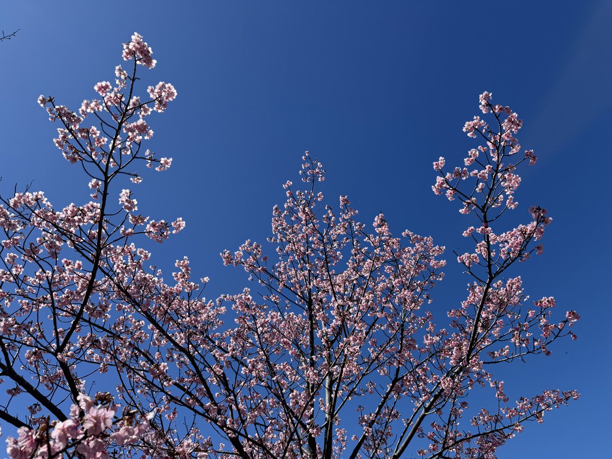 静岡市内の他の河津桜より少し遅れて、清水港の新興津緑地の河津桜も満開になりました🌸遠くには富士山も見えます🗻
#河津桜