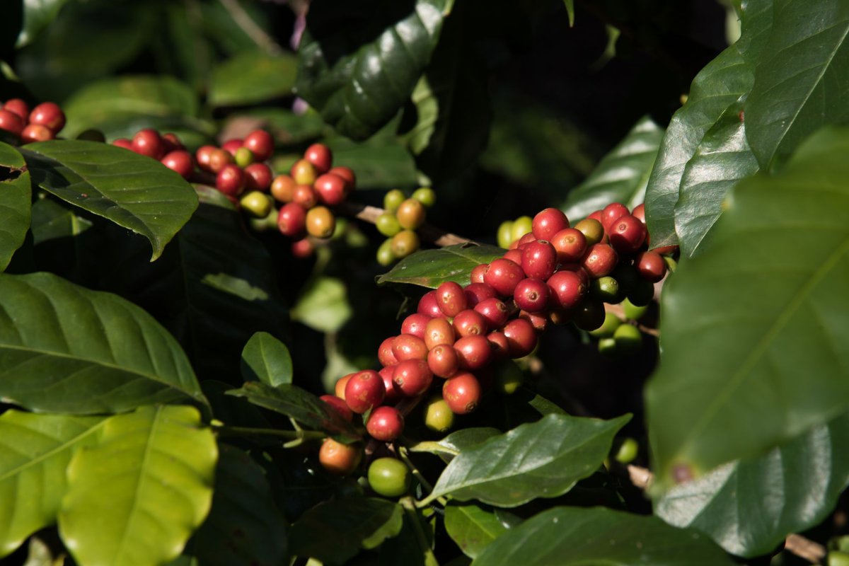 Coffee Culture Thailand tweet media