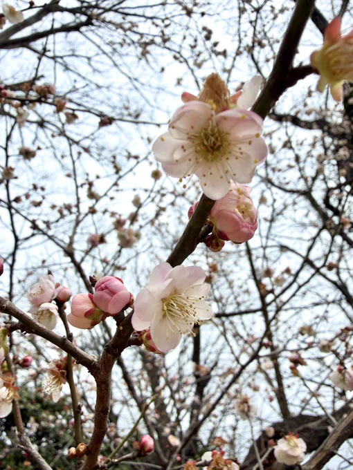職場にあるこの木ずっと梅だと思ってたんだけど…スモモだったのか!? たしかに花びらが梅とは違うなーと思ってた。
