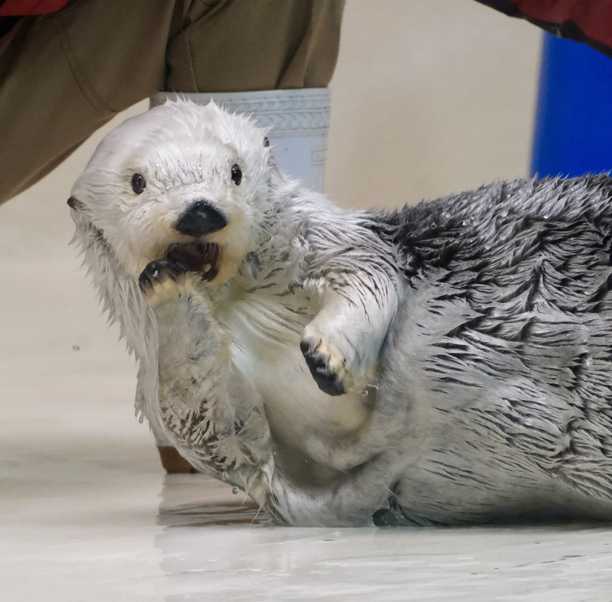 わ！！！何があったのでしょうか🤭

#メイちゃん #ラッコ #鳥羽水族館