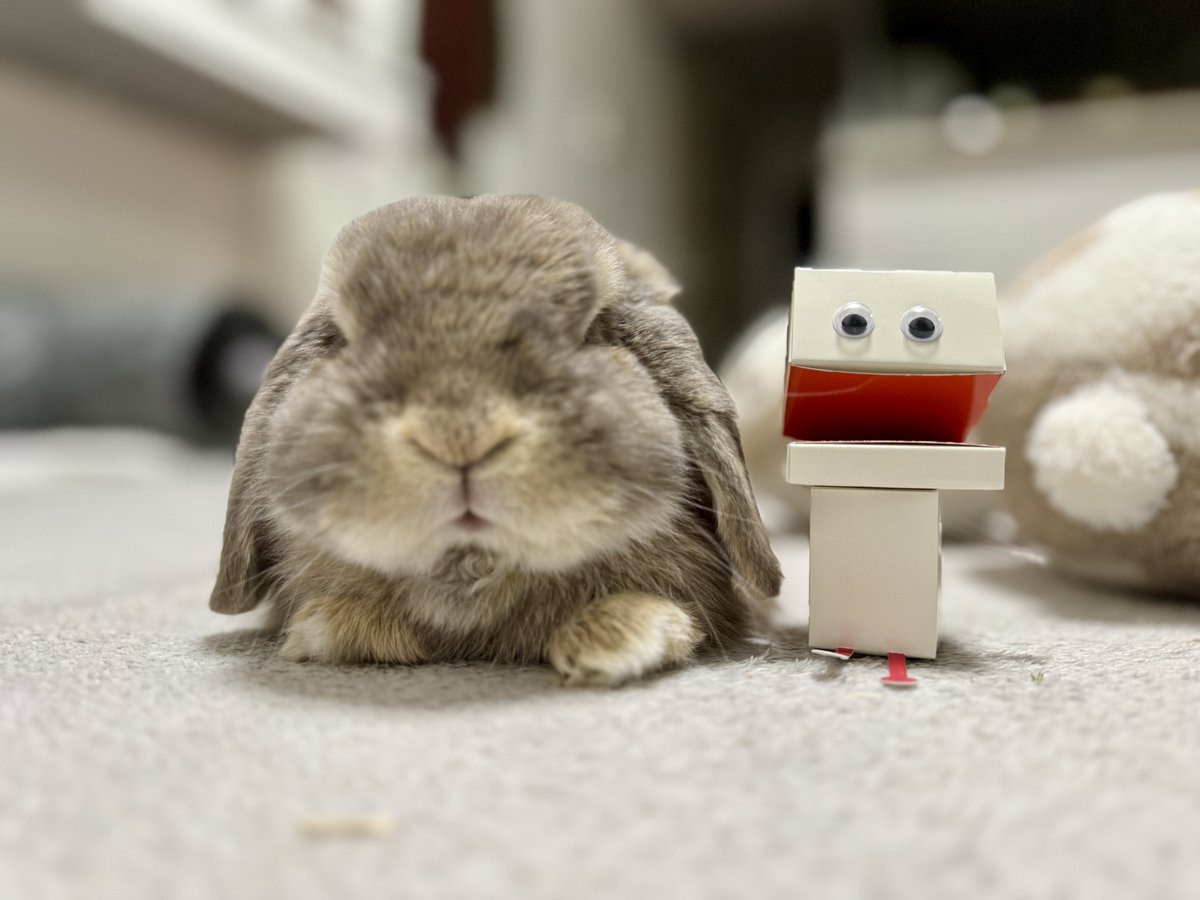 たれみみちゃんねる【うさぎ部屋】 (@taremimi_ch) / Posts / X