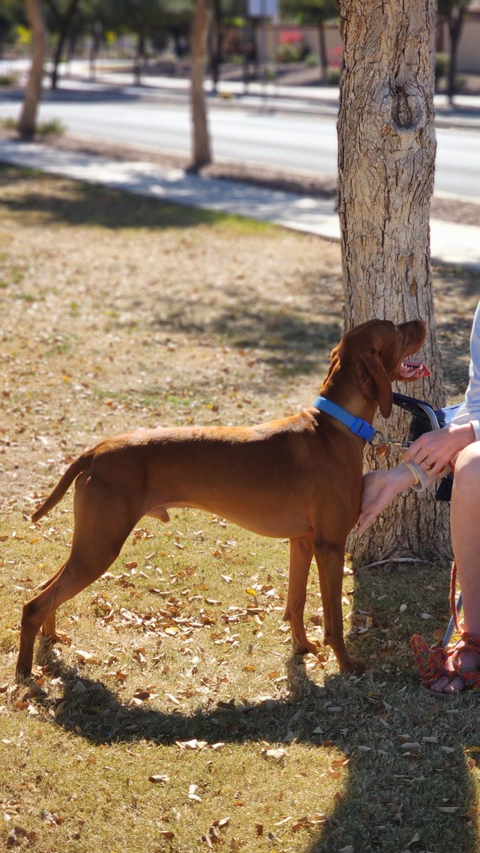 LegendAcres's tweet image. Dogs don’t misbehave because they lack will — they often lack regulation skills that help them make calm engagement choices in dynamic settings.
#LegendAcres #DogBehavior #ForceFreeTraining #SurpriseAZ #azspring